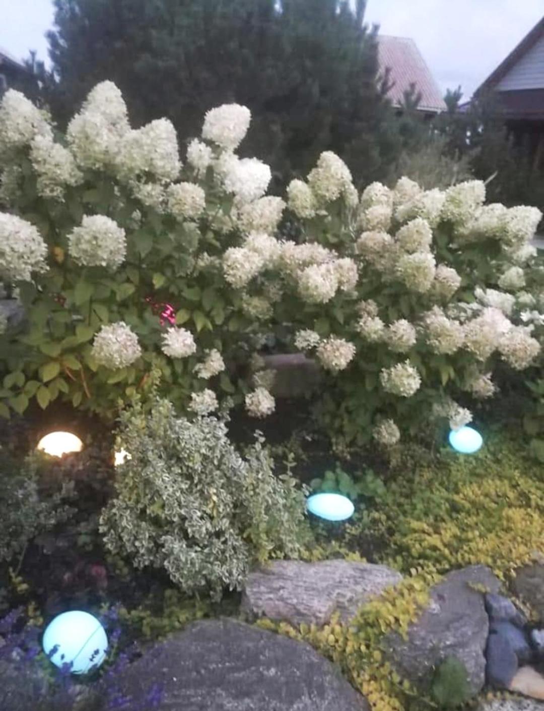 Dobilas Ir Jura Palanga Bagian luar foto